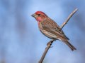 Purple Finch - Palomar Mountain State Park, San Diego, California, 2/23/2016