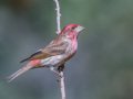Purple Finch - Palomar Mountain State Park, San Diego, California, 2/23/2016