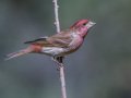 Purple Finch - Palomar Mountain State Park, San Diego, California, 2/23/2016