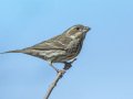 Purple Finch - Palomar Mountain State Park, San Diego, California, 2/23/2016