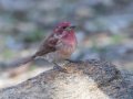 Purple Finch - Palomar Mountain State Park, San Diego, California, 2/23/2016
