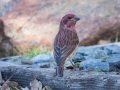 Purple Finch - Palomar Mountain State Park, San Diego, California, 2/23/2016
