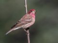 Purple Finch - Palomar Mountain State Park, San Diego, California, 2/23/2016