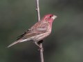Purple Finch - Palomar Mountain State Park, San Diego, California, 2/23/2016