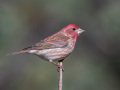 Purple Finch - Palomar Mountain State Park, San Diego, California, 2/23/2016