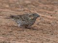 Purple Finch - Palomar Mountain State Park, San Diego, California, 11/14/2017