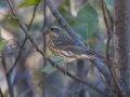 Purple Finch - Palomar Mountain State Park, San Diego, California, 10-1-2015