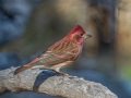 Purple Finch -Laguna Mtns.--Big Laguna & Meadow, San Diego, California, United States, 11/16/2019