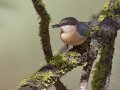 Pygmy Nuthatch