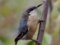Pygmy Nuthatch