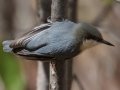 Pygmy Nuthatch