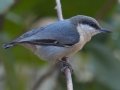 Pygmy Nuthatch