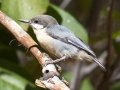 Pygmy Nuthatch