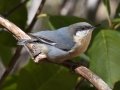 Pygmy Nuthatch