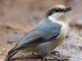 Pygmy Nuthatch