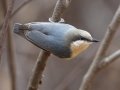 Pygmy Nuthatch