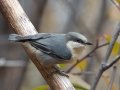 Pygmy Nuthatch