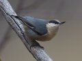 Pygmy Nuthatch
