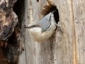 Pygmy Nuthatch