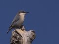 Pygmy Nuthatch
