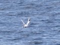 Red-billed Tropicbird - Buena Vista Audubon, H & M Pelagic Trip