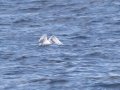 Red-billed Tropicbird - Buena Vista Audubon, H & M Pelagic Trip