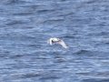 Red-billed Tropicbird - Buena Vista Audubon, H & M Pelagic Trip