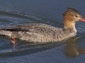 Red-breasted Merganser