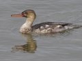 Red-breasted Merganser