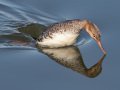 Red-breasted Merganser - Bolsa Chica Reserve Walk bridge, Orange County, California, 12/13/2017