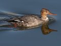 Red-breasted Merganser - Bolsa Chica Reserve Walk bridge, Orange County, California, 12/13/2017