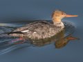 Red-breasted Merganser - Bolsa Chica Reserve Walk bridge, Orange County, California, 12/13/2017