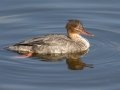 Red-breasted Merganser - Bolsa Chica Ecological Reserve