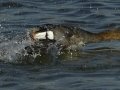 Red-breasted Merganser