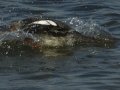 Red-breasted Merganser