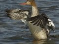 Red-breasted Merganser