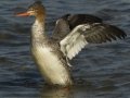 Red-breasted Merganser