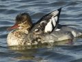 Red-breasted Merganser