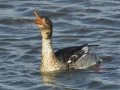 Red-breasted Merganser