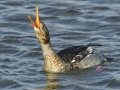 Red-breasted Merganser