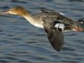 Red-breasted Merganser
