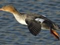 Red-breasted Merganser