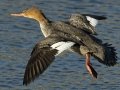 Red-breasted Merganser