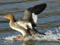 Red-breasted Merganser