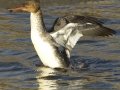 Red-breasted Merganser