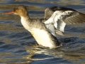 Red-breasted Merganser