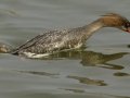 Red-breasted Merganser