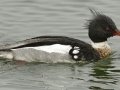 Red-breasted Merganser