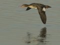 Red-breasted Merganser