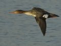 Red-breasted Merganser